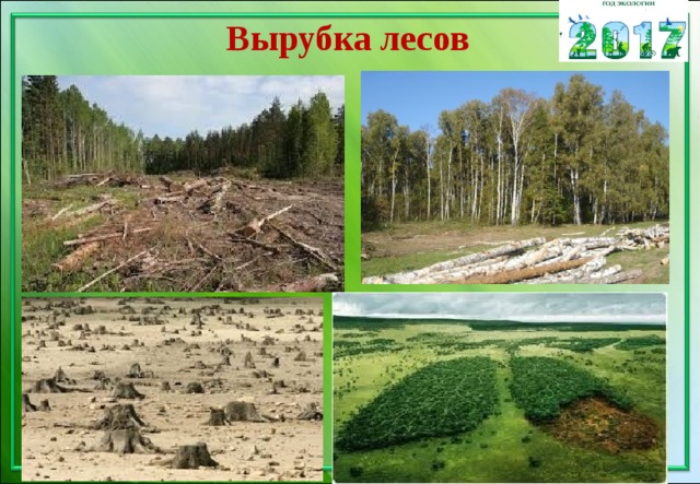 Вырубка лесов 