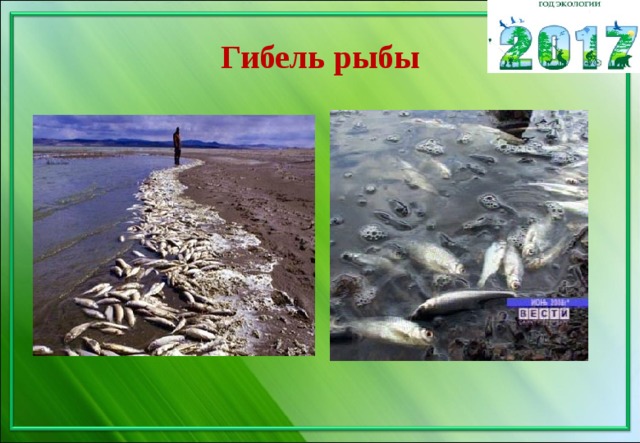 Гибель рыбы 