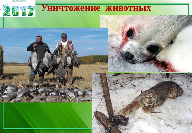 Уничтожение животных 