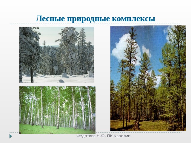 Лесные природные комплексы Федотова Н.Ю. ПК Карелии. 