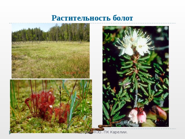 Растительность болот Федотова Н.Ю. ПК Карелии. 
