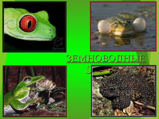 ЗЕМНОВОДНЫЕ (АМФИБИИ) 
