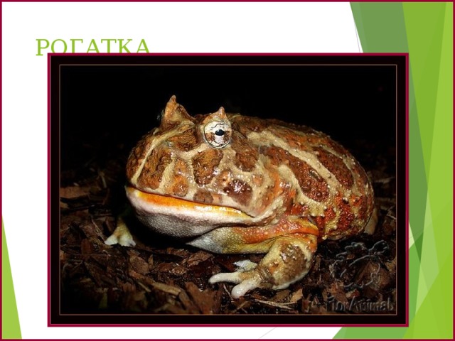 РОГАТКА 