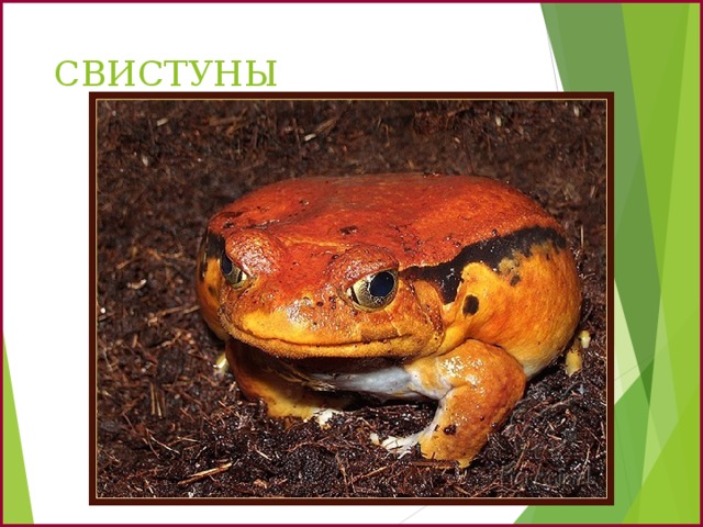 СВИСТУНЫ 