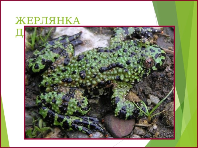 ЖЕРЛЯНКА ДАЛЬНЕВОСТОЧНАЯ 