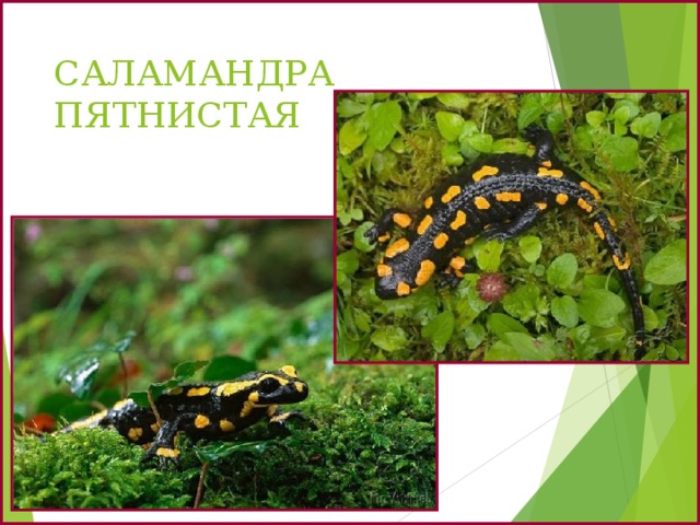 САЛАМАНДРА ПЯТНИСТАЯ 