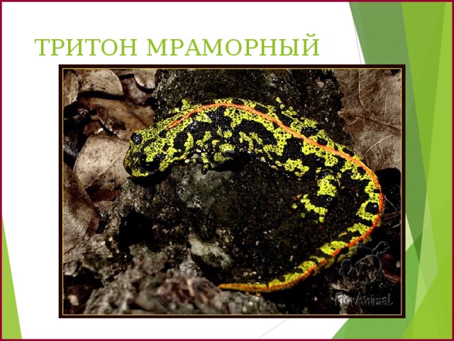 ТРИТОН МРАМОРНЫЙ 