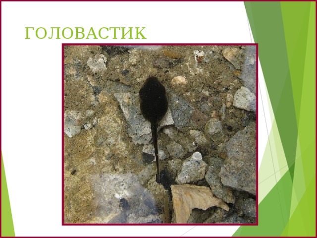 ГОЛОВАСТИК 