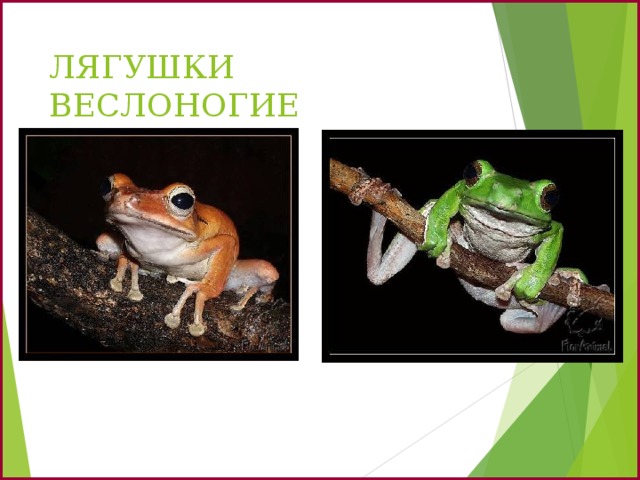 ЛЯГУШКИ ВЕСЛОНОГИЕ 