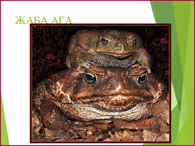 ЖАБА АГА 
