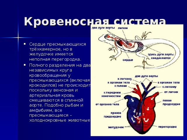Камеры сердца у рептилий. Кровеносная система рептилий 2 круга кровообращения. Пресмыкающиеся кровеносная система 7 класс. Кровеносная система рептилий сердце.