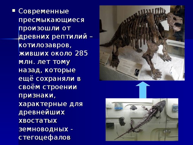 Предки современных рептилий