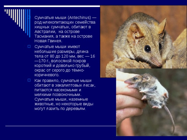 Презентация по биологии на тему сумчатые