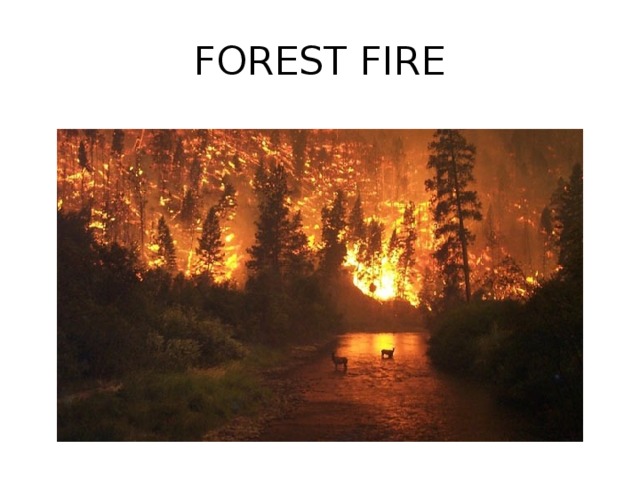 FOREST FIRE 