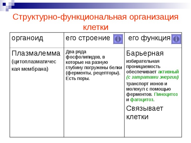 Структурно функциональная организация клеток. Принципы структурно-функциональной организации клетки. Основные принципы структурной организации клетки. Структурная функциональная организация клетки. Структурно-функциональная организация клетки таблица.