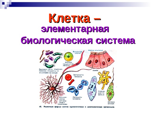 Открытые организмы. Клеткато биологическая система. Разнообразие клеток в многоклеточном организме. Многообразие клеток презентация. Клетка биосистема клетки.