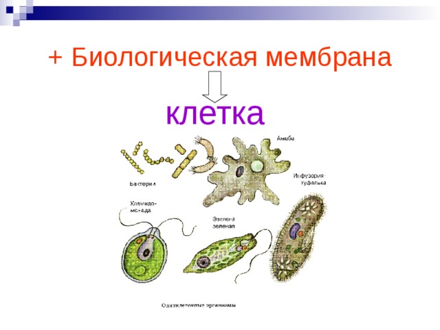 Эволюция клеточных организмов. Эволюция клетки. Эволюция клетки биология. Клетка элементарная биологическая система. Эволюция клеткиклетки.