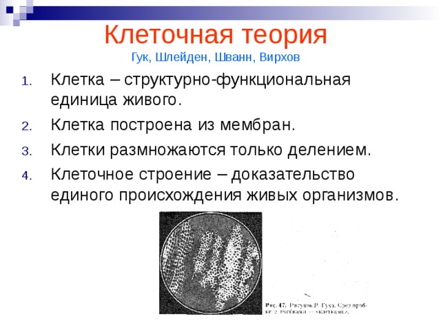 Клетка клеточная теория. Клеточная теория Шванна и Шлейдена и Вирхова. Клеточная теория деление клетки. Клеточная теория Шванн Шлейден Вирхов. Клеточная теория Шванн Вирхов.