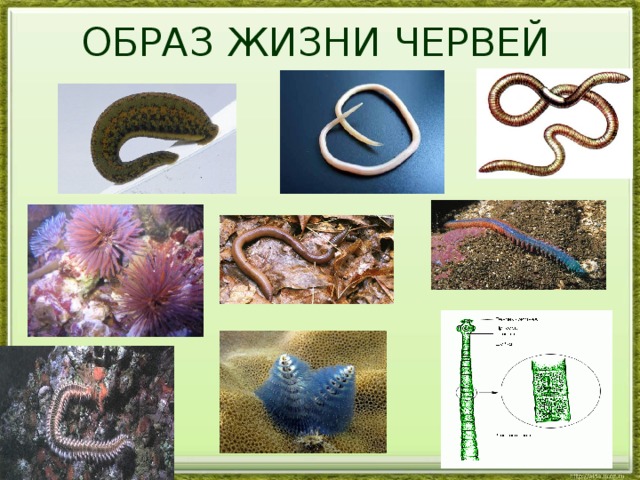 Образ жизни кольчатых червей. Круглые черви образ жизни. Кольчатые черви образ ж ЗНИ.