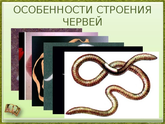 ОСОБЕННОСТИ СТРОЕНИЯ ЧЕРВЕЙ