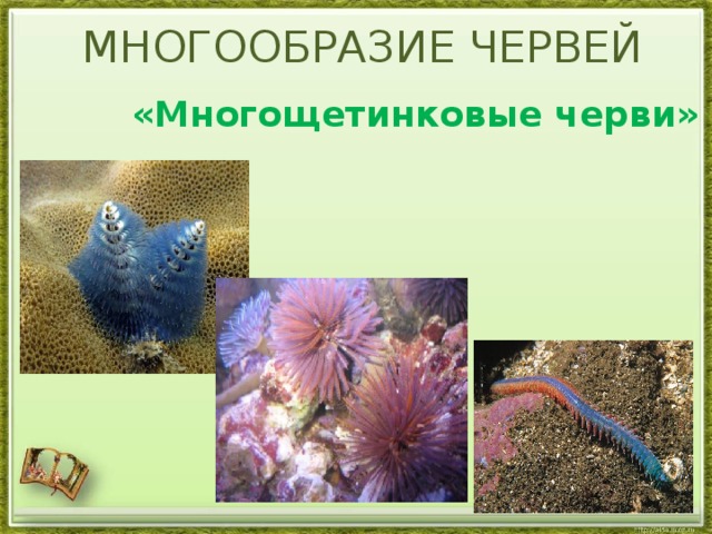 MНОГООБРАЗИЕ ЧЕРВЕЙ  «Многощетинковые черви»