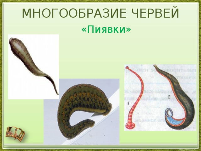 MНОГООБРАЗИЕ ЧЕРВЕЙ «Пиявки»