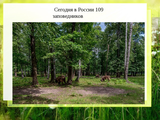  Сегодня в России 109 заповедников 
