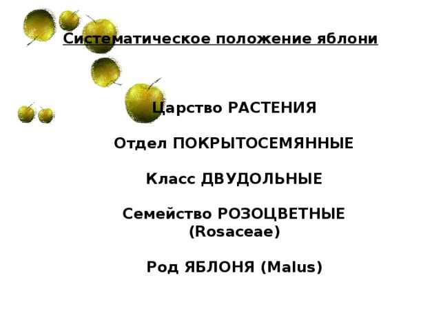 Яблоня какой класс. Яблоня царство отдел класс семейство род вид. Систематика растений яблоня домашняя. Систематическое положение растения яблоня. Яблоня класс и семейство.