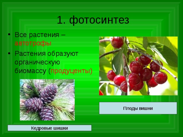 1. фотосинтез Все растения – автотрофы Растения образуют органическую биомассу ( продуценты) Плоды вишни Кедровые шишки 