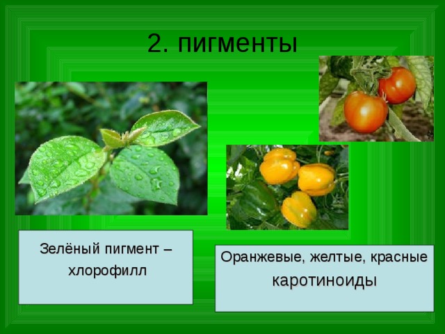 2. пигменты Зелёный пигмент –  хлорофилл Оранжевые, желтые, красные каротиноиды 