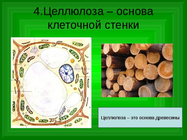 4.Целлюлоза – основа клеточной стенки Целлюлоза – это основа древесины 