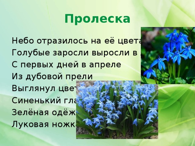 Крымские первоцветы презентация