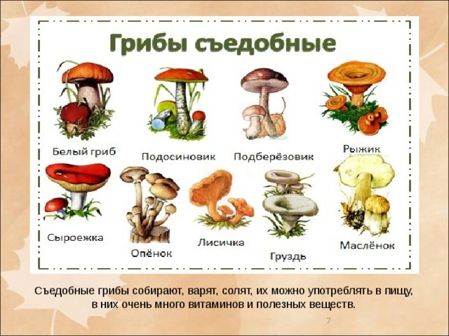 Съедобные грибы собирают, варят, солят, их можно употреблять в пищу, в них очень много витаминов и полезных веществ.   