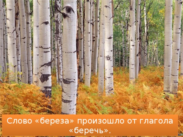 Слово «береза» произошло от глагола «беречь». 