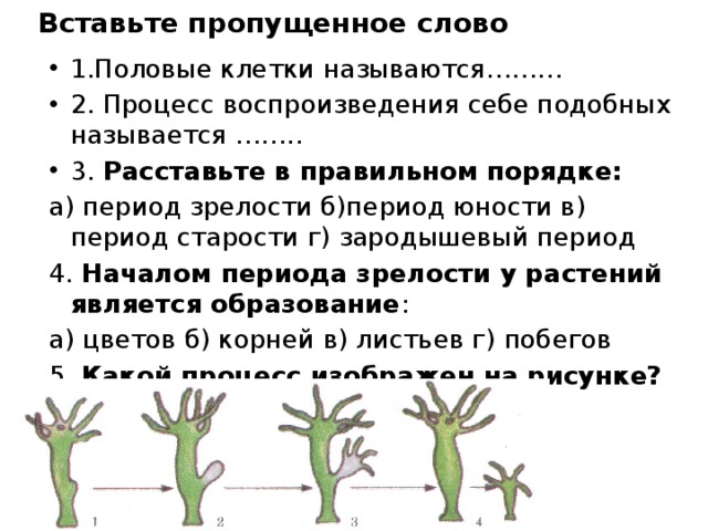 Вставьте пропущенное слово 1.Половые клетки называются……… 2. Процесс воспроизведения себе подобных называется …….. 3. Расставьте в правильном порядке: а) период зрелости б)период юности в) период старости г) зародышевый период 4. Началом периода зрелости у растений является образование : а) цветов б) корней в) листьев г) побегов 5. Какой процесс изображен на рисунке? 