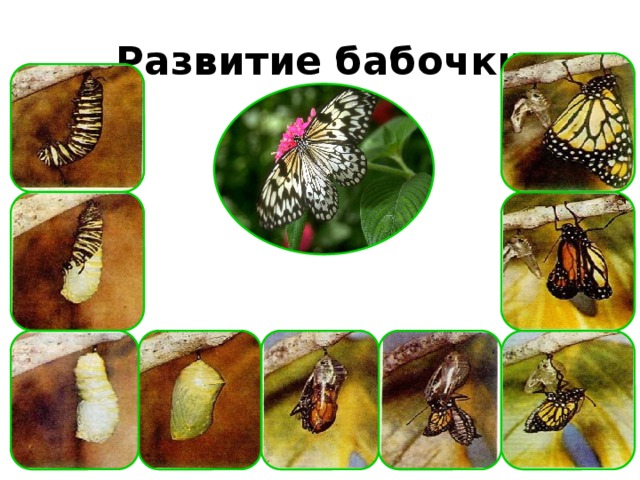 Презентация превращение гусеницы в бабочку для дошкольников