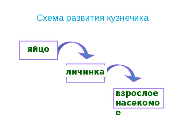 Схема развития кузнечика  яйцо личинка взрослое насекомое 