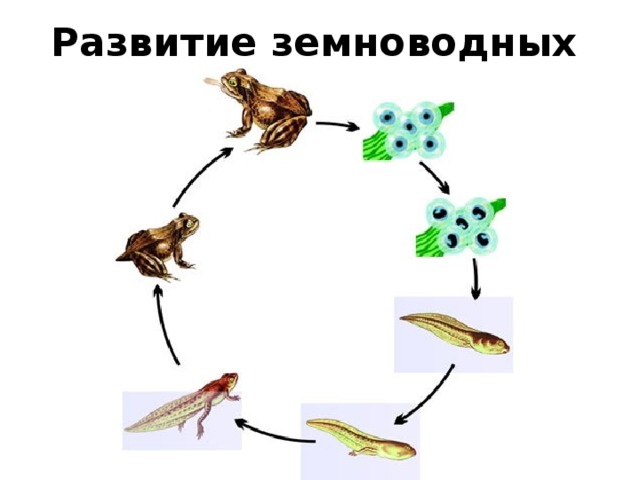 Рост и развитие животных рисунок