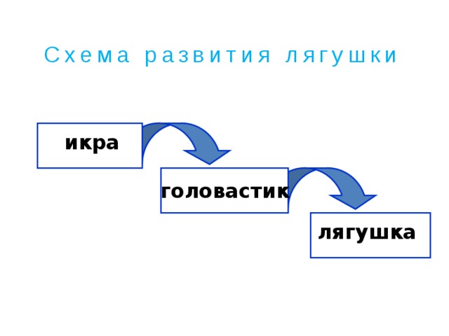 Схема развития лягушки икра головастик лягушка 