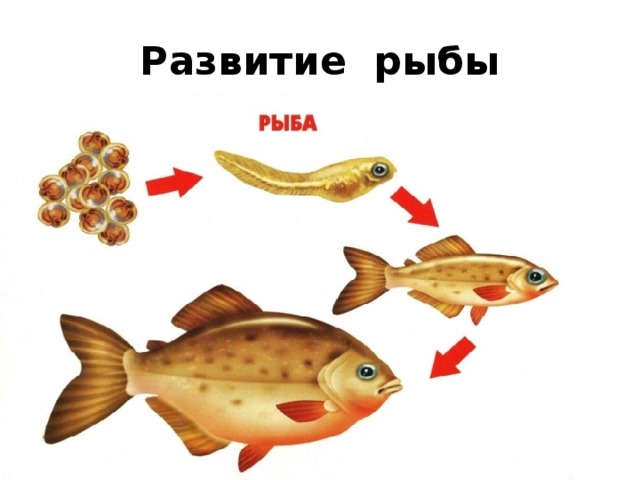 Развитие рыбы 