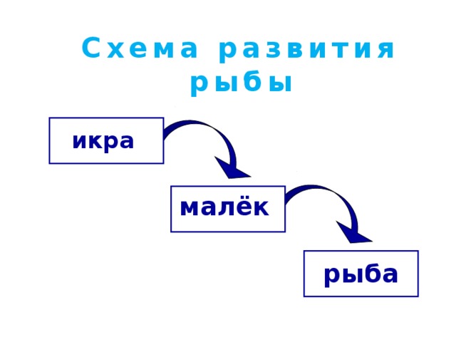 Схема развития рыбы  икра малёк рыба 