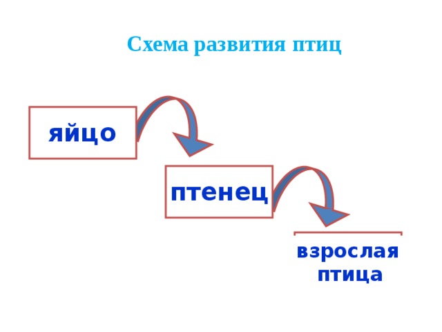 Схема развития птиц яйцо птенец взрослая  птица 