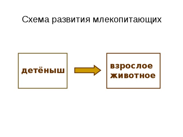  Схема развития млекопитающих взрослое животное детёныш 