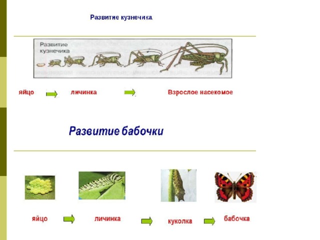 Какой тип питания характерен для кузнечика. Цикл развития кузнечика схема. Схема развития саранчи и бабочки. Схема развития бабочки и кузнечика. Стадии развития кузнечика схема.
