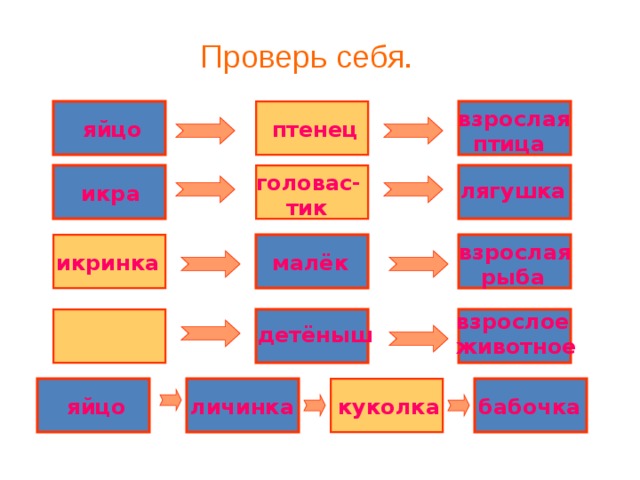 Проверь себя. взрослая  птица птенец яйцо головас-  тик лягушка икра взрослая  рыба малёк икринка взрослое животное детёныш яйцо личинка куколка бабочка 