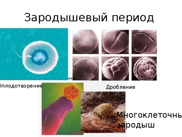 Зародышевый период Оплодотворение Дробление Многоклеточный зародыш 