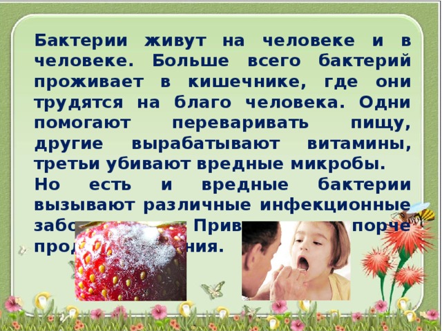 Бактерии живут на человеке и в человеке. Больше всего бактерий проживает в кишечнике, где они трудятся на благо человека. Одни помогают переваривать пищу, другие вырабатывают витамины, третьи убивают вредные микробы. Но есть и вредные бактерии вызывают различные инфекционные заболевания. Приводят к порче продукты питания.  