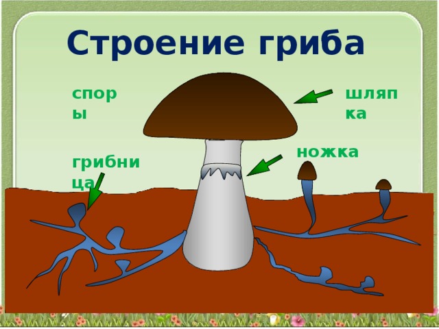 Строение гриба шляпка споры ножка грибница 