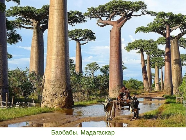 Баобабы, Мадагаскар 