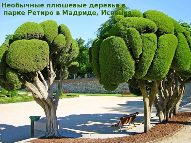 Необычные плюшевые деревья в  парке Ретиро в Мадриде, Испания 